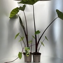 Weekaanbod foto 1