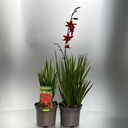 Weekaanbod foto 1