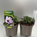 Weekaanbod foto 1