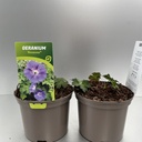 Weekaanbod foto 1
