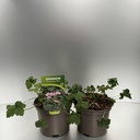 Weekaanbod foto 1