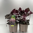 Weekaanbod foto 1