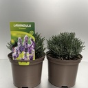 Weekaanbod foto 1