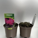 Weekaanbod foto 1