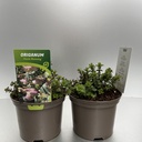 Weekaanbod foto 1