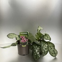Weekaanbod foto 1