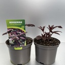 Weekaanbod foto 1