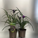 Weekaanbod foto 1