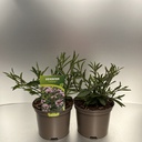 Weekaanbod foto 1
