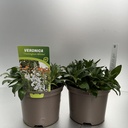 Weekaanbod foto 1