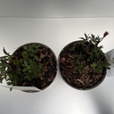 Weekaanbod foto 2
