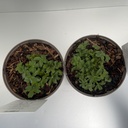 Weekaanbod foto 2