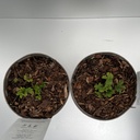 Weekaanbod foto 2