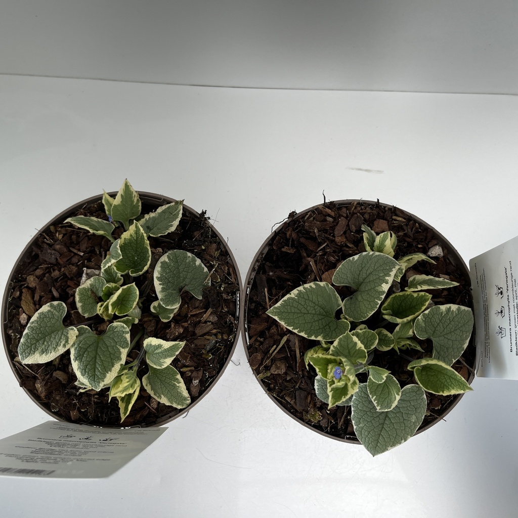 Weekaanbod foto 2