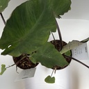 Weekaanbod foto 2