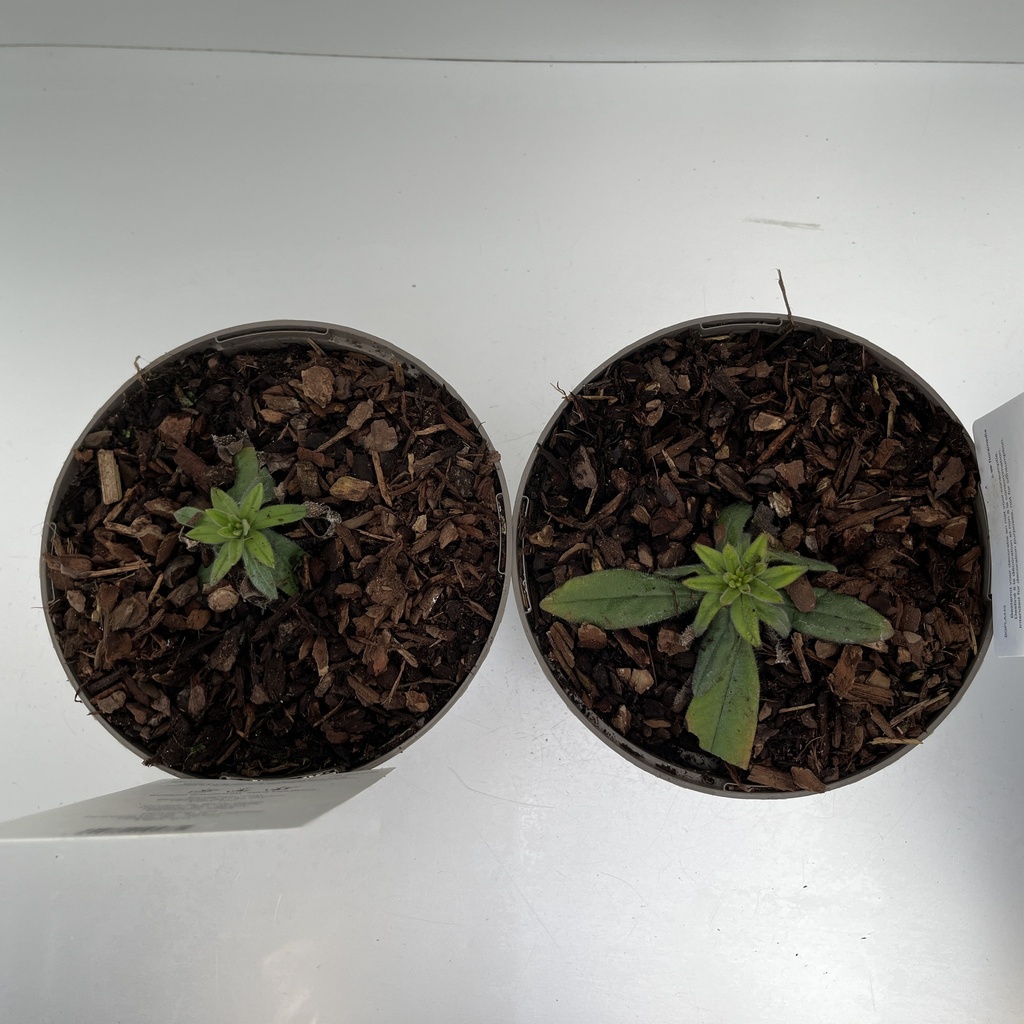 Weekaanbod foto 2