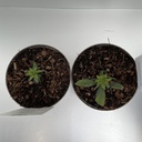 Weekaanbod foto 2
