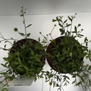 Weekaanbod foto 2