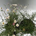 Weekaanbod foto 2