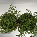 Weekaanbod foto 2