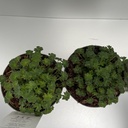 Weekaanbod foto 2
