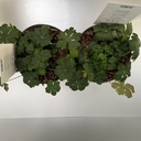 Weekaanbod foto 2