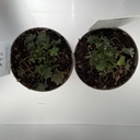 Weekaanbod foto 2