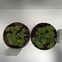 Weekaanbod foto 2