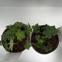 Weekaanbod foto 2