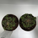 Weekaanbod foto 2