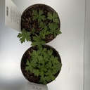 Weekaanbod foto 2
