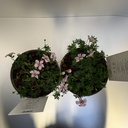 Weekaanbod foto 2