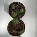 Weekaanbod foto 2