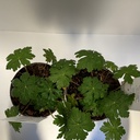 Weekaanbod foto 2
