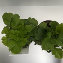 Weekaanbod foto 2