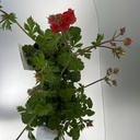 Weekaanbod foto 2