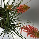 Weekaanbod foto 2