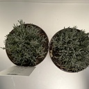 Weekaanbod foto 2