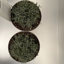 Weekaanbod foto 2