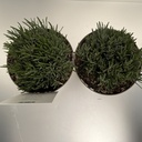 Weekaanbod foto 2