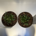 Weekaanbod foto 2