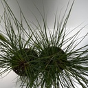 Weekaanbod foto 2