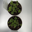 Weekaanbod foto 2