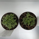 Weekaanbod foto 2