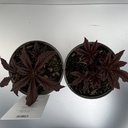 Weekaanbod foto 2