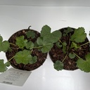 Weekaanbod foto 2