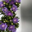 Weekaanbod foto 2
