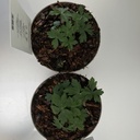 Weekaanbod foto 2