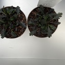Weekaanbod foto 2
