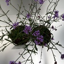 Weekaanbod foto 2